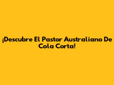 ¡Descubre El Pastor Australiano De Cola Corta!
