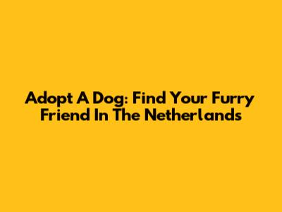 Adopt A Dog: Find Your Furry Friend In The Netherlands