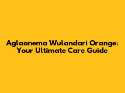 Aglaonema Wulandari Orange: Your Ultimate Care Guide
