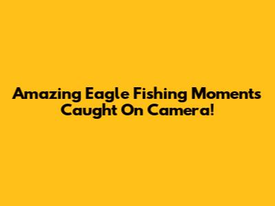 Amazing Eagle Fishing Moments Caught On Camera!
