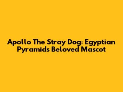 Apollo The Stray Dog: Egyptian Pyramid's Beloved Mascot