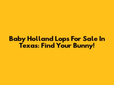 Baby Holland Lops For Sale In Texas: Find Your Bunny!