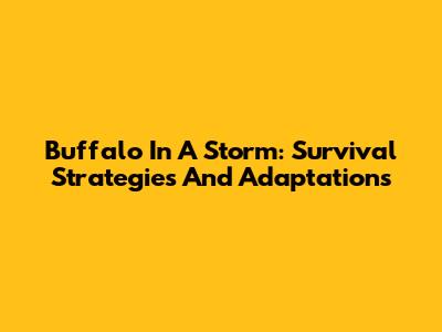 Buffalo In A Storm: Survival Strategies And Adaptations