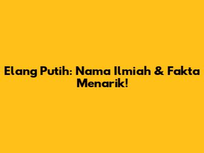 Elang Putih: Nama Ilmiah & Fakta Menarik!