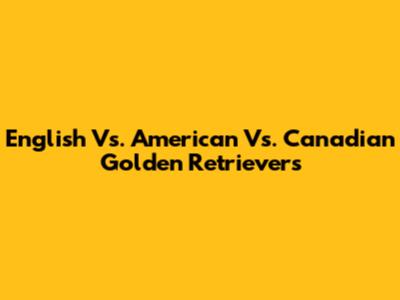 English Vs. American Vs. Canadian Golden Retrievers