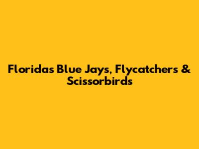 Florida's Blue Jays, Flycatchers & Scissorbirds