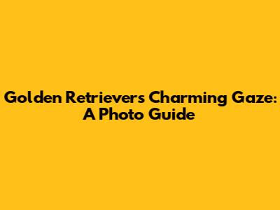 Golden Retriever's Charming Gaze: A Photo Guide