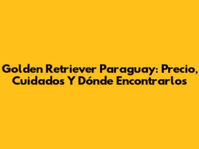 Golden Retriever Paraguay: Precio, Cuidados Y Dónde Encontrarlos
