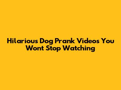 Hilarious Dog Prank Videos You Won't Stop Watching