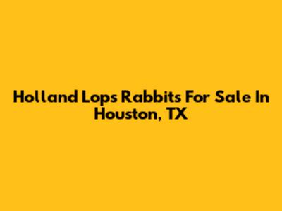 Holland Lops Rabbits For Sale In Houston, TX