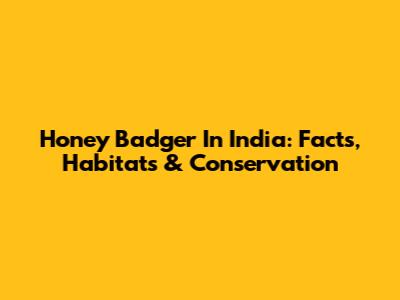 Honey Badger In India: Facts, Habitats & Conservation