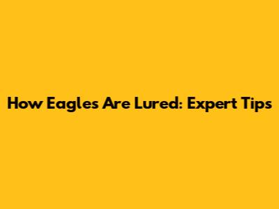 How Eagles Are Lured: Expert Tips