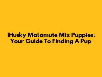 IHusky Malamute Mix Puppies: Your Guide To Finding A Pup