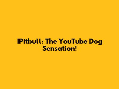 IPitbull: The YouTube Dog Sensation!