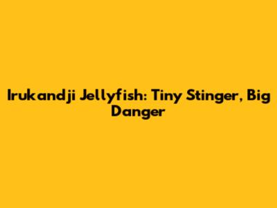 Irukandji Jellyfish: Tiny Stinger, Big Danger