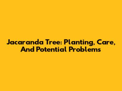 Jacaranda Tree: Planting, Care, And Potential Problems