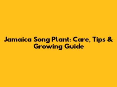 Jamaica Song Plant: Care, Tips & Growing Guide