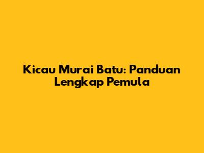 Kicau Murai Batu: Panduan Lengkap Pemula