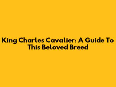 King Charles Cavalier: A Guide To This Beloved Breed