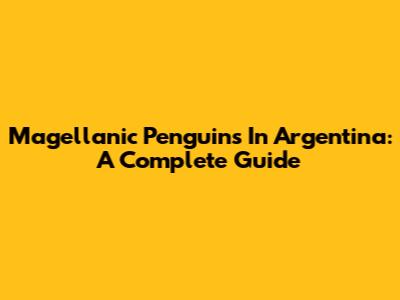 Magellanic Penguins In Argentina: A Complete Guide