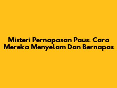 Misteri Pernapasan Paus: Cara Mereka Menyelam Dan Bernapas