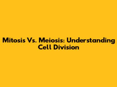 Mitosis Vs. Meiosis: Understanding Cell Division