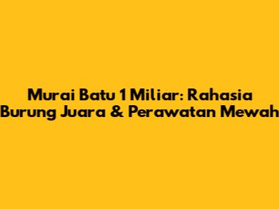 Murai Batu 1 Miliar: Rahasia Burung Juara & Perawatan Mewah