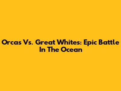 Orcas Vs. Great Whites: Epic Battle In The Ocean