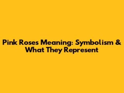 Pink Roses Meaning: Symbolism & What They Represent