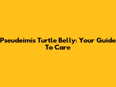Pseudeimis Turtle Belly: Your Guide To Care