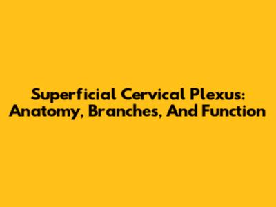 Superficial Cervical Plexus: Anatomy, Branches, And Function