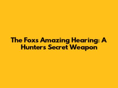 The Fox's Amazing Hearing: A Hunter's Secret Weapon