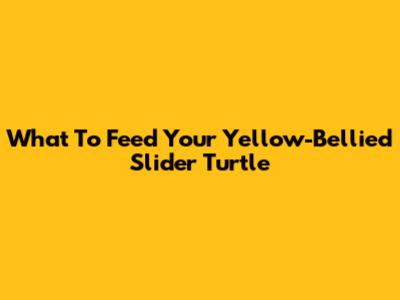 What To Feed Your Yellow-Bellied Slider Turtle
